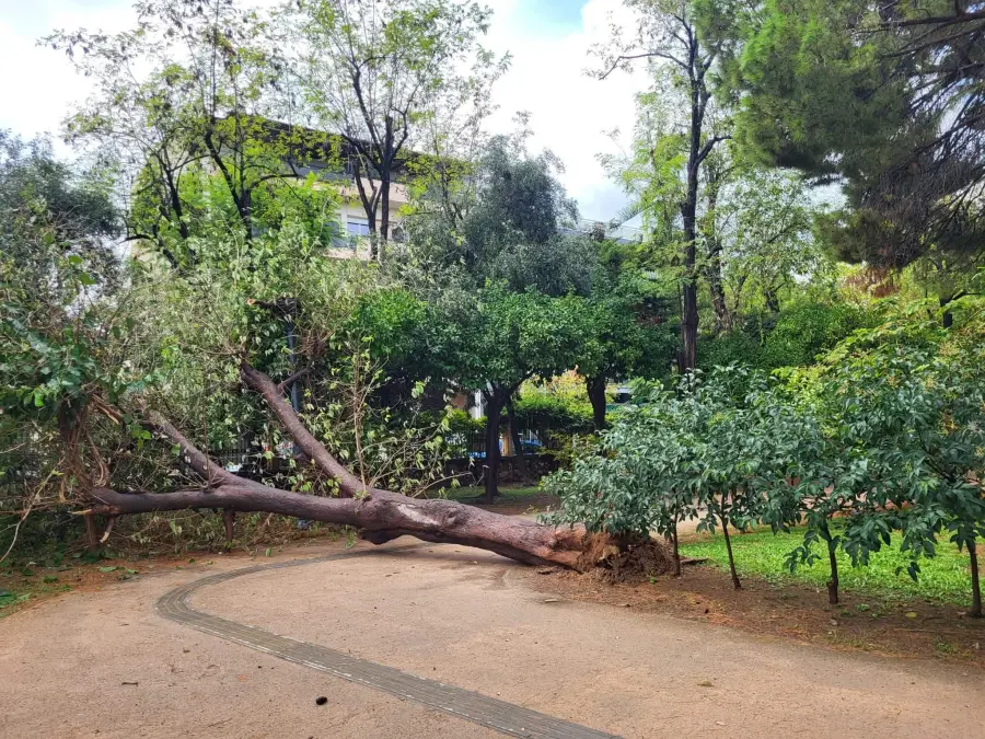 Χανιά: Δέντρο έπεσε στον Δημοτικό κήπο – Από τύχη δεν υπήρξαν τραυματισμοί