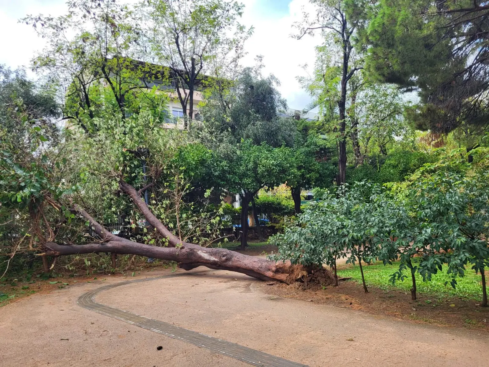 Χανιά: Δέντρο έπεσε στον Δημοτικό κήπο – Από τύχη δεν υπήρξαν τραυματισμοί