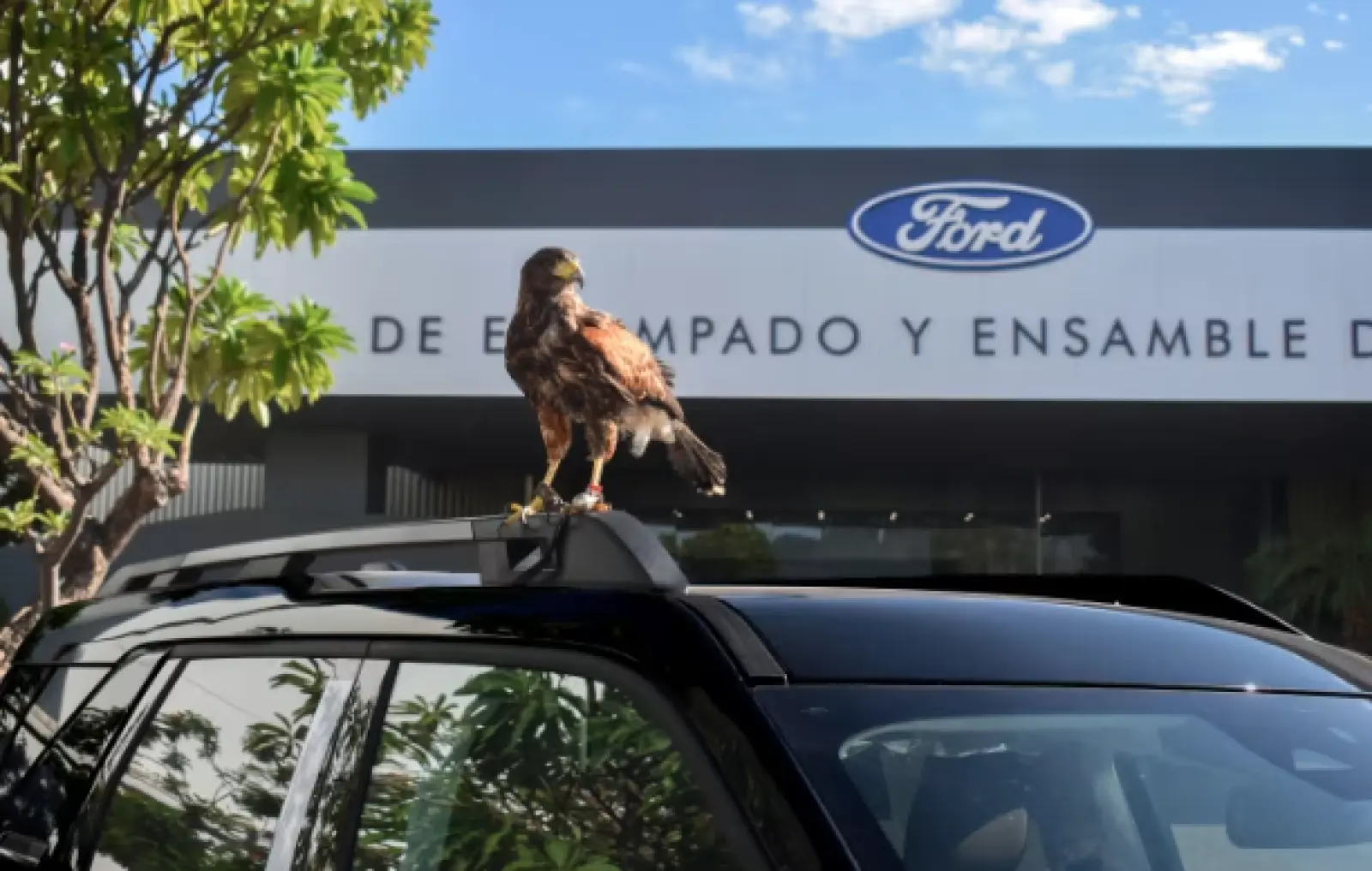 Ford: Ο υπάλληλος του μήνα λέγεται «καουμπόι» και είναι φτερωτός